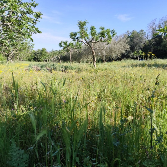  Terra d'oc immo : Terrain | MONTAGNAC (34530) | 0 m2 | 58 000 € 