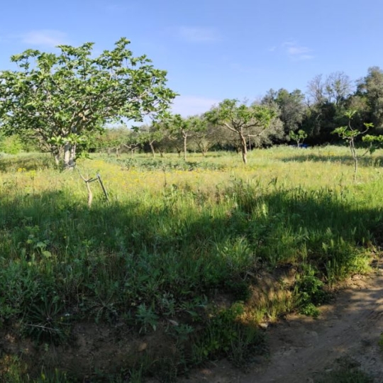  Terra d'oc immo : Terrain | MONTAGNAC (34530) | 0 m2 | 58 000 € 