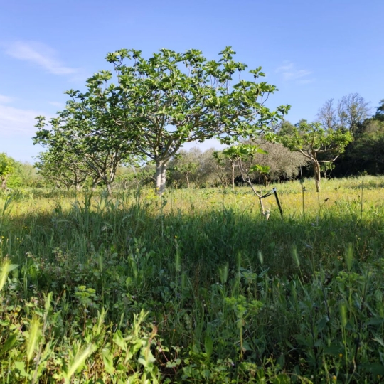  Terra d'oc immo : Terrain | MONTAGNAC (34530) | 0 m2 | 58 000 € 