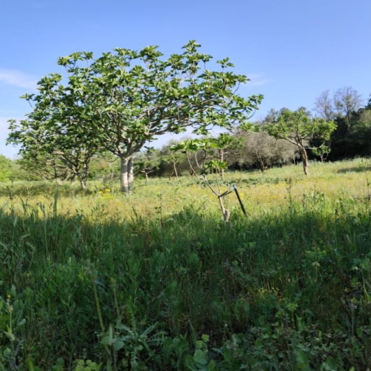  Terra d'oc immo : Terrain | MONTAGNAC (34530) | 0 m2 | 58 000 € 