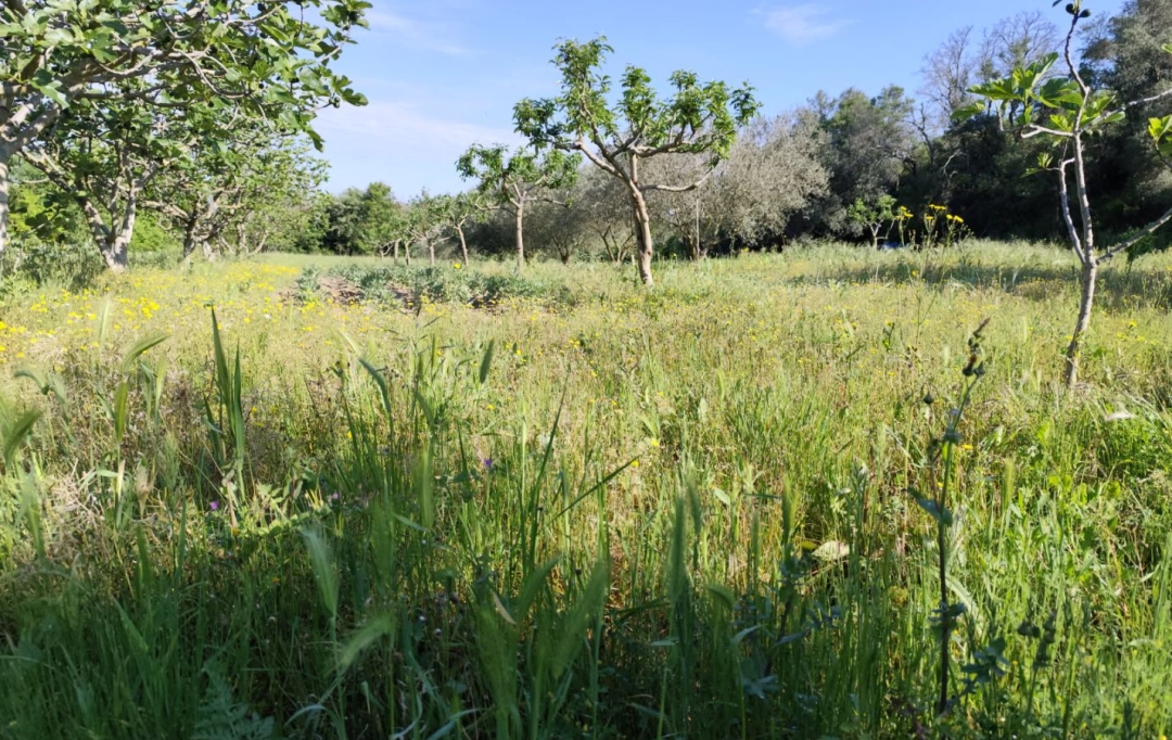 Terra d'oc immo : Terrain | MONTAGNAC (34530) | 0 m2 | 58 000 € 