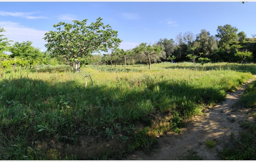 Terra d'oc immo : Terrain | MONTAGNAC (34530) | 0 m2 | 58 000 € 