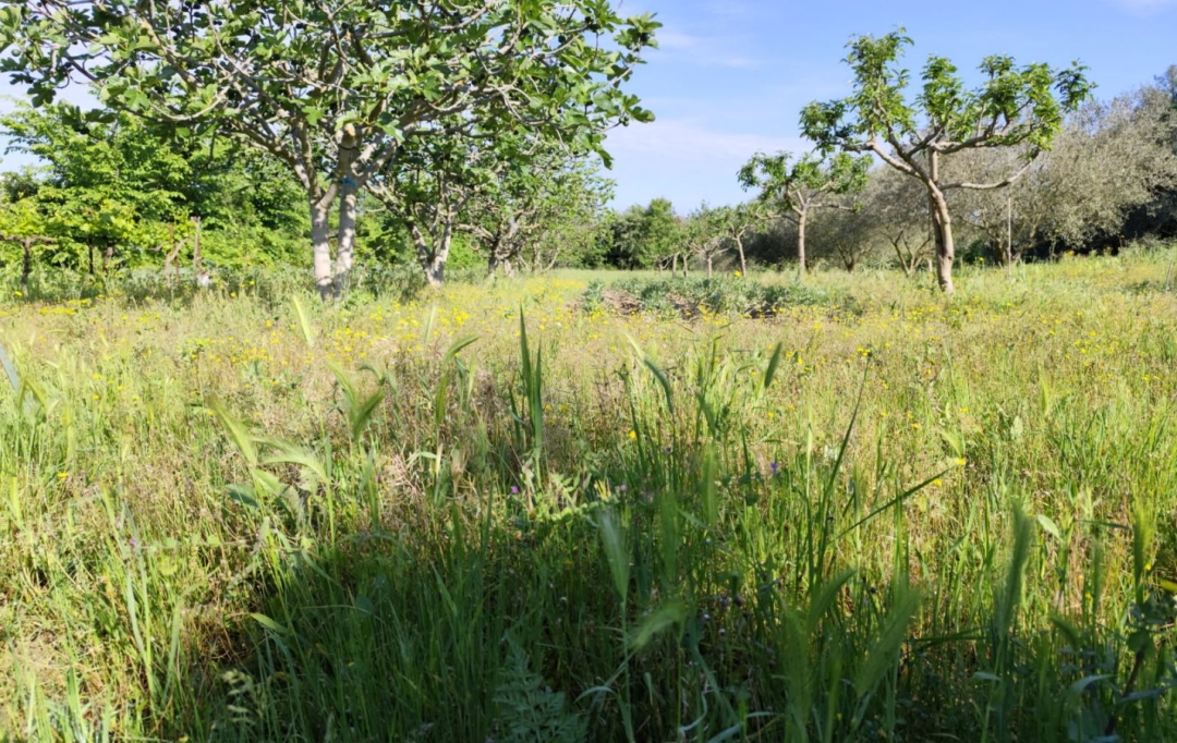 Terra d'oc immo : Terrain | MONTAGNAC (34530) | 0 m2 | 58 000 € 