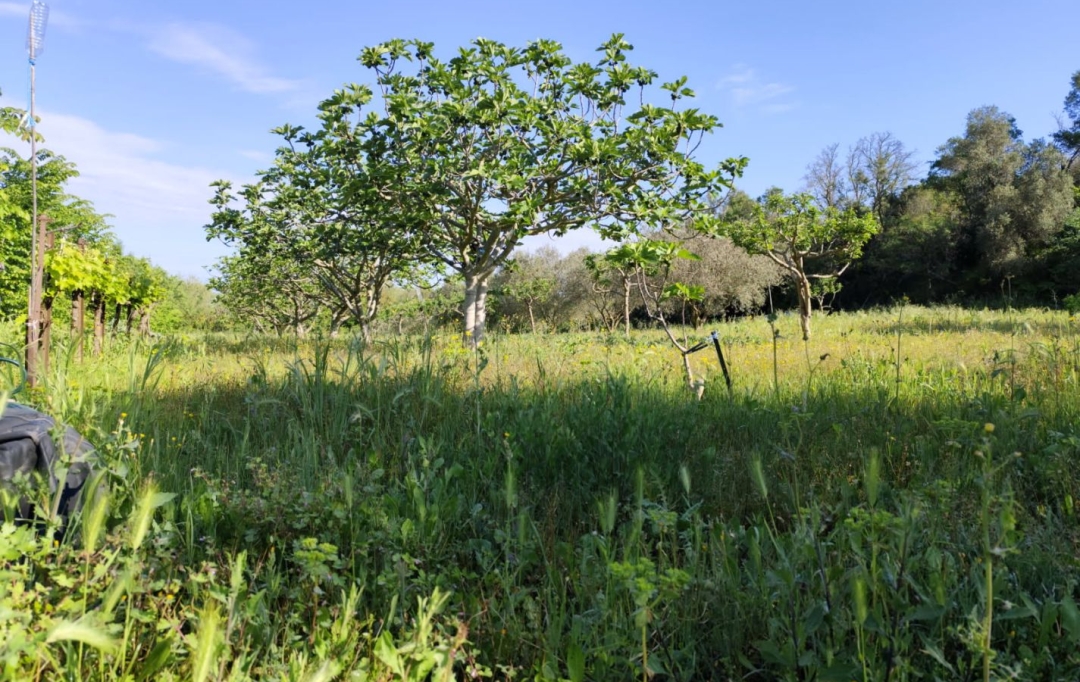 Terra d'oc immo : Terrain | MONTAGNAC (34530) | 0 m2 | 58 000 € 