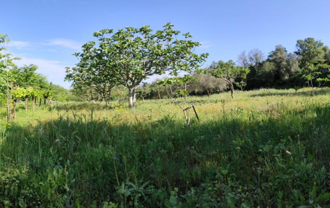 Terra d'oc immo : Terrain | MONTAGNAC (34530) | 0 m2 | 58 000 € 